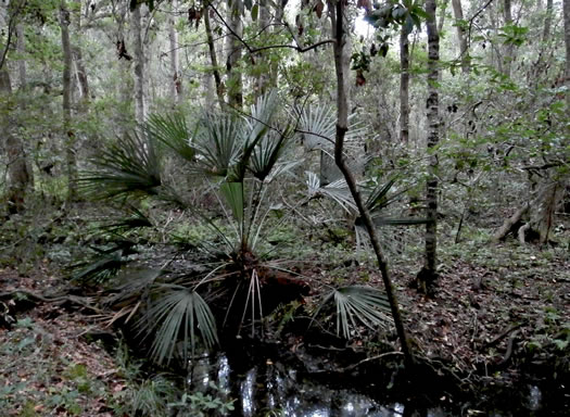 image of Rhapidophyllum hystrix, Needle Palm, Blue Palmetto