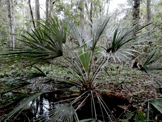 Rhapidophyllum hystrix, Needle Palm, Blue Palmetto