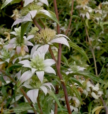 image of Monarda punctata var. punctata, Eastern Horsemint, Spotted Beebalm