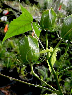 image of Hibiscus laevis, Halberdleaf Rosemallow, Rose Hibiscus, Smooth Rosemallow, Showy Hibiscus