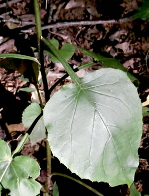 image of Nabalus altissimus, Tall Rattlesnake-root, Tall White Lettuce