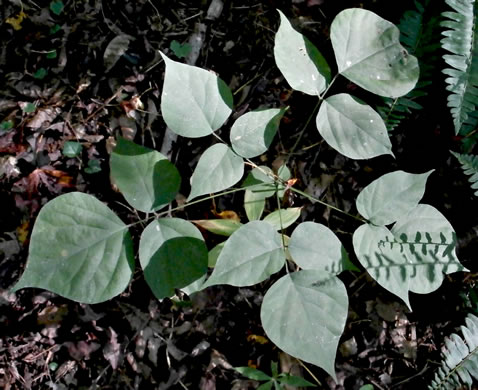 Hylodesmum glutinosum, Heartleaf Tick-trefoil, Clusterleaf Tick-trefoil, Pointedleaf Tick-Trefoil