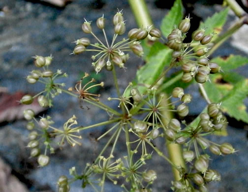 fruit of Cicuta maculata var. maculata, Water Hemlock, Spotted Cowbane