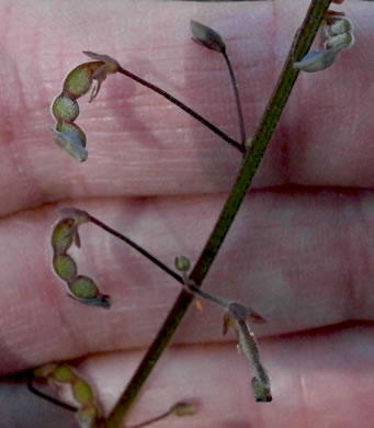 image of Desmodium ciliare, Hairy Small-leaf Tick-trefoil, Littleleaf Tick-trefoil