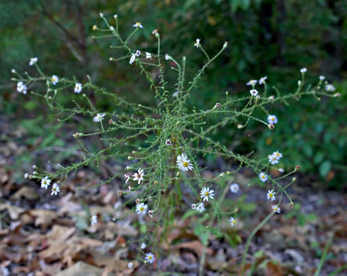 panicle