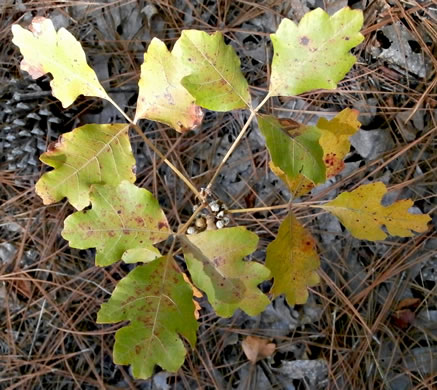 image of Toxicodendron pubescens, Poison Oak, Southeastern Poison Oak