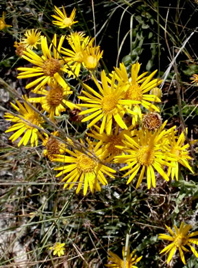 image of Chrysopsis gossypina, Woolly Goldenaster, Cottonleaf Goldenaster, Gossamer Goldenaster, Cottony Goldenaster