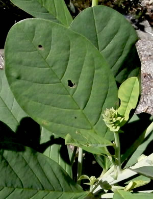 image of Crotalaria spectabilis, Showy Rattlebox