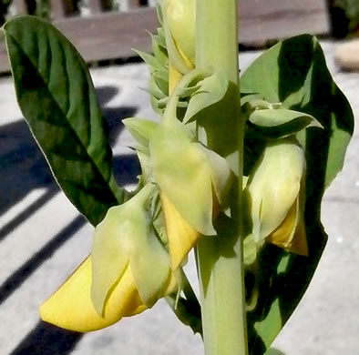sepals or bracts of Crotalaria spectabilis, Showy Rattlebox