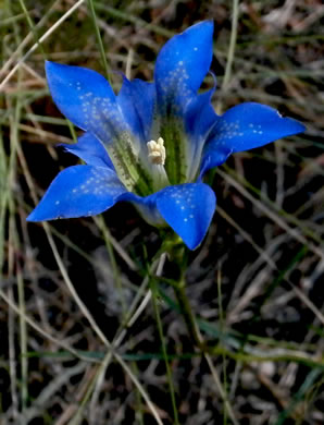 image of Gentiana autumnalis, Pinebarren Gentian, Autumn Gentian