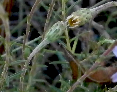 Ionactis linariifolia, Stiffleaf Aster, Flaxleaf Aster, Spruce Aster