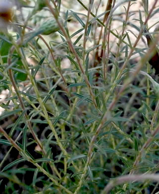 image of Ionactis linariifolia, Stiffleaf Aster, Flaxleaf Aster, Spruce Aster