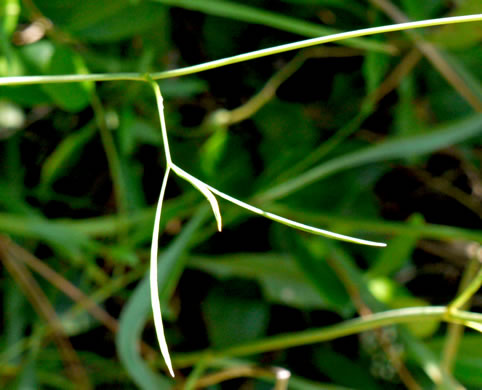 leaf or frond of Oxypolis ternata, Savanna Cowbane