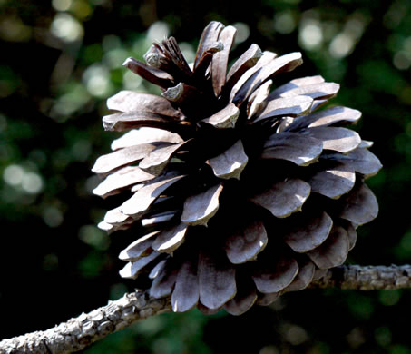 image of Pinus serotina, Pond Pine, Pocosin Pine, Marsh Pine