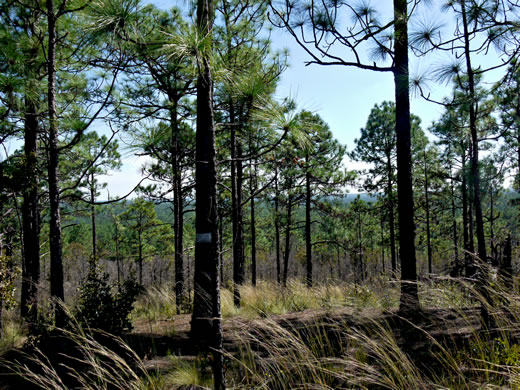 image of Pinus palustris, Longleaf Pine, Southern Pine