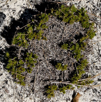 image of Geocarpon carolinianum, Carolina Sandwort, Longroot, Pine-barren Sandwort