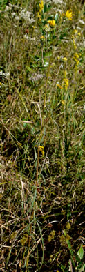 image of Helianthus angustifolius, Narrowleaf Sunflower , Swamp Sunflower