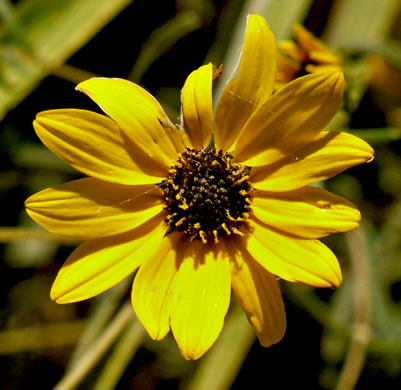 image of Helianthus angustifolius, Narrowleaf Sunflower, Swamp Sunflower