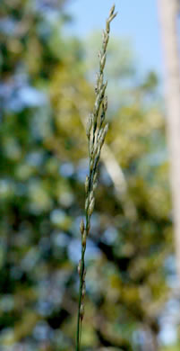 panicle