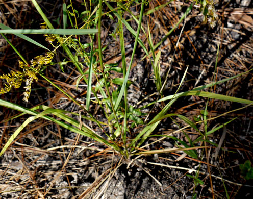 image of Tridens carolinianus, Carolina Triodia, Carolina Fluffgrass