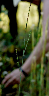 image of Paspalum bifidum, Pitchfork Paspalum, Pitchfork Crowngrass