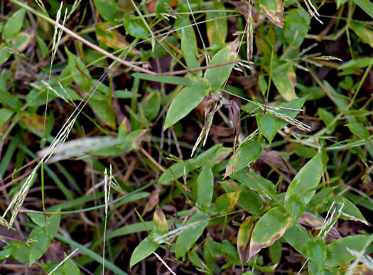 image of Arthraxon hispidus var. hispidus, Basket Grass, Small Carpgrass, Hairy Jointgrass