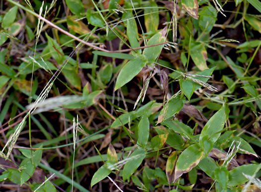 image of Arthraxon hispidus var. hispidus, Hairy Jointgrass, Small Carpgrass, Joint-head Grass, Basket Grass