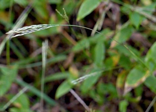 image of Arthraxon hispidus var. hispidus, Hairy Jointgrass, Small Carpgrass, Joint-head Grass, Basket Grass