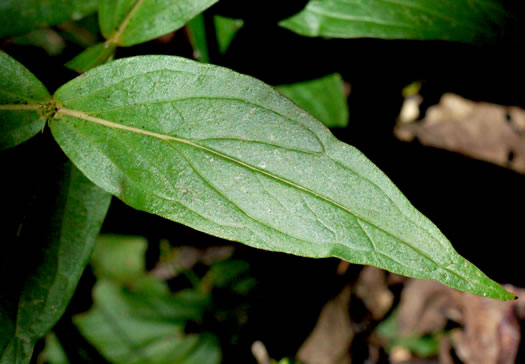 image of Spigelia marilandica, Indian-pink, Woodland Pinkroot, Wormgrass