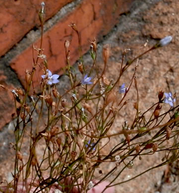 image of Wahlenbergia marginata, Wahlenbergia, Asian Rockbell, Asiatic bellflower, Southern Rockbell