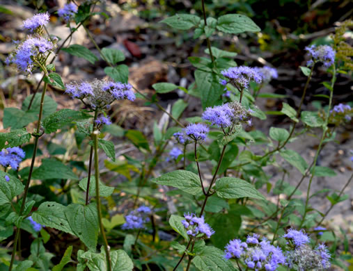 image of Conoclinium coelestinum, Mistflower, Wild Ageratum, Hardy Ageratum