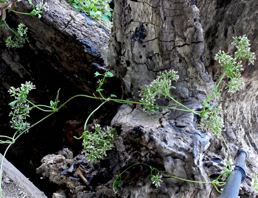 image of Mikania scandens, Climbing Hempweed