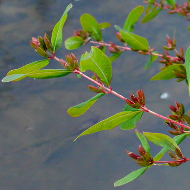 Walter’s Marsh St. Johnswort