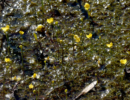 image of Utricularia biflora, Longspur Creeping Bladderwort, Twoflower Bladderwort