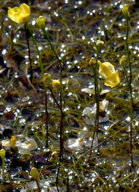 image of Utricularia biflora, Longspur Creeping Bladderwort, Twoflower Bladderwort