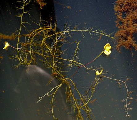 image of Utricularia biflora, Longspur Creeping Bladderwort, Twoflower Bladderwort