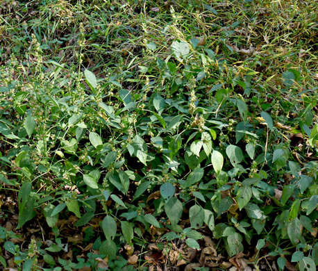 image of Dicliptera brachiata, Branched Foldwing, Dicliptera