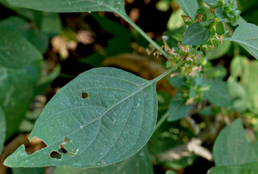 image of Dicliptera brachiata, Branched Foldwing, Dicliptera