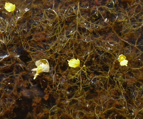 image of Utricularia biflora, Longspur Creeping Bladderwort, Twoflower Bladderwort