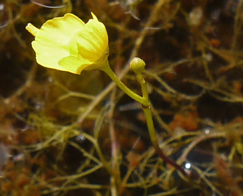 image of Utricularia biflora, Longspur Creeping Bladderwort, Twoflower Bladderwort