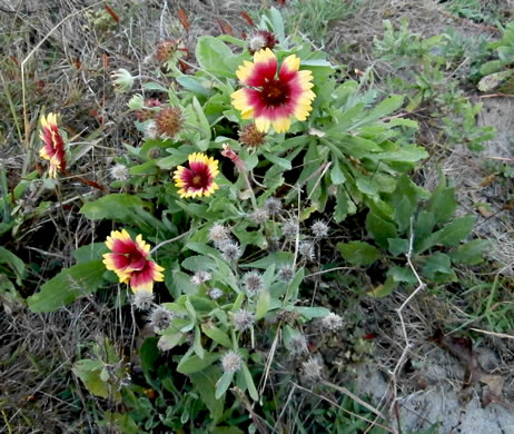 image of Gaillardia pulchella var. drummondii, Beach Blanket-flower, Gaillardia, Firewheel, Indian Blanket Flower