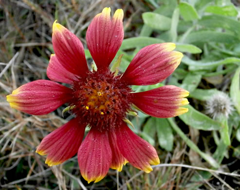 image of Gaillardia pulchella var. drummondii, Beach Blanket-flower, Gaillardia, Firewheel, Indian Blanket Flower
