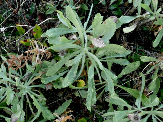 image of Gaillardia pulchella var. drummondii, Beach Blanket-flower, Gaillardia, Firewheel, Indian Blanket Flower