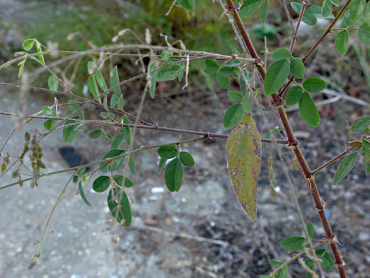 image of Desmodium tortuosum, Florida Tick-trefoil, dixie tick-trefoil