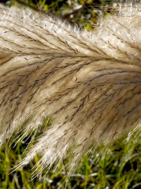 image of Erianthus giganteus, Sugarcane Plumegrass, Giant Plumegrass