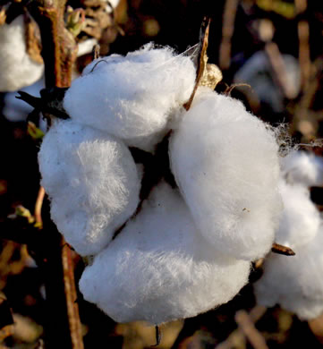 image of Gossypium hirsutum, Upland Cotton