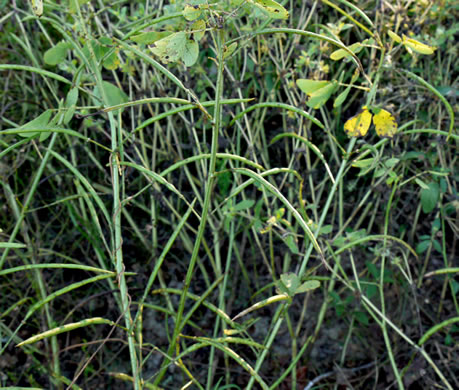 image of Senna obtusifolia, Coffeeweed, Sicklepod