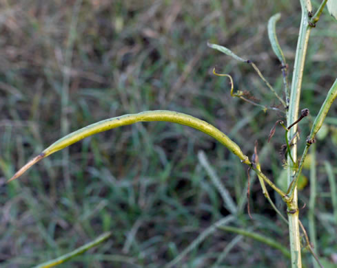 fruit of Senna obtusifolia, Coffeeweed, Sicklepod