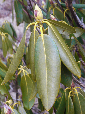 image of Rhododendron catawbiense, Catawba Rhododendron, Mountain Rosebay, Purple Laurel, Pink Laurel