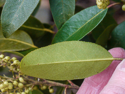 image of Pieris floribunda, Evergreen Mountain Fetterbush, Mountain Andromeda